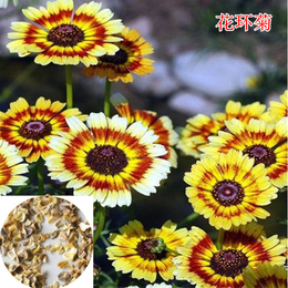 格桑花种子价格,格桑花种子,快活林苗木(查看)