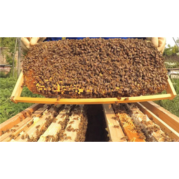 中蜂养殖电话、中蜂养殖、贵州蜂盛