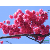 台湾牡丹樱樱花新品种繁殖方法与栽培技术