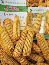 高产玉米新品种耐高温玉米品种正规玉米品种鲁研23缩略图