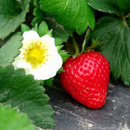 柏源农业科技公司(多图)_草莓苗种植基地_营口草莓苗