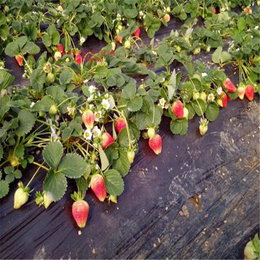 红颜草莓苗、双湖园艺、红颜草莓苗价格