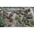 黑斑蛙怎么养|农聚源生态农业(在线咨询)|黄冈黑斑蛙缩略图1