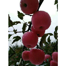 陕西洛川苹果礼盒,景盛果业(在线咨询),陕西洛川苹果