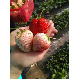 六盘水草莓苗、乾纳瑞农业、草莓苗出售