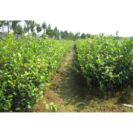 毕节油茶树苗|油茶树苗如何育种|油茶苗圃基地(推荐商家)