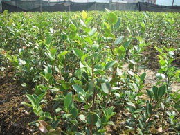 高产油茶苗种植-油茶苗圃基地(在线咨询)-黔东南油茶苗