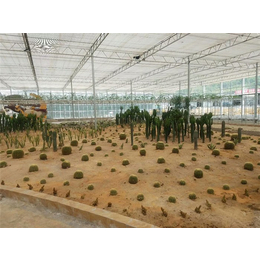 连栋新型温室|青州瀚洋农业|新型温室