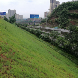 草籽生态绿化毯-濮阳生态绿化毯-高速公路护坡绿化(查看)