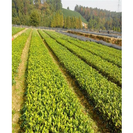 西藏老虫茶苗种植|阿里老虫茶苗|骏达园艺