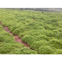 北京乐蝉科技(图),艾蒿茶报价,艾蒿茶