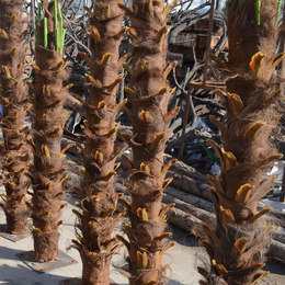 郑州新枫林园艺椰子树室内外均可热带绿植实木树花卉厂家批发