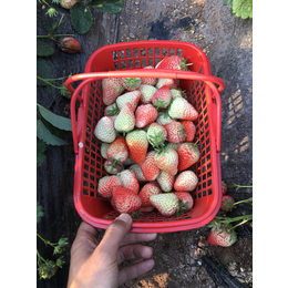 陕西草莓苗、乾纳瑞农业、妙香7号草莓苗怎么种