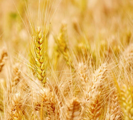 海口求购小麦-汉光农业有限公司-求购小麦种