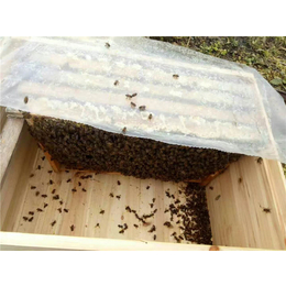 贵州蜜蜂养殖、蜜蜂养殖、贵州蜂盛(查看)
