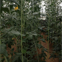 特长豆角种子能长一米的豆角种子新品种