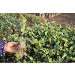 油茶苗圃基地油茶苗(图)、油茶树苗报价、遵义油茶树苗