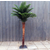 椰子树大型椰树室内外均可热带绿植缩略图4