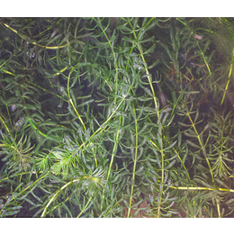 众禾水生植物信誉厂家(图),轮叶黑藻种植,浙江轮叶黑藻