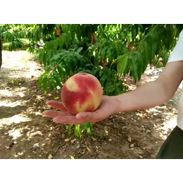 金华生物有机肥价钱|【大业科技】|生物有机肥