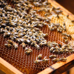 中华蜜蜂出售,印江蜜蜂出售,贵州蜂盛