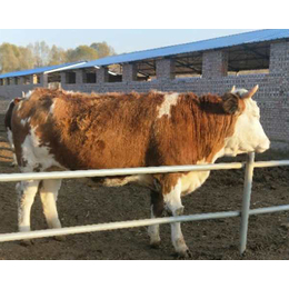 陕西西门塔尔牛,三个月西门塔尔牛多少钱,富贵肉牛养殖