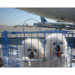 山西宠物狗运输|天地通航空运输|宠物狗运输价格