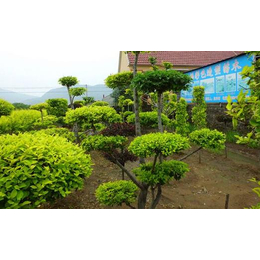 庭院绿化养护,景致花园绿化(在线咨询),青山湖区绿化养护
