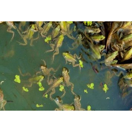 农聚源(图)-泥鳅养殖招商加盟-神农架泥鳅
