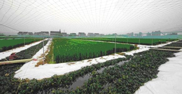 农聚源泥鳅养殖(图)-台湾泥鳅苗多少钱一斤-台湾泥鳅