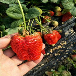 章姬草莓苗、柏源农业科技公司、章姬草莓苗批发基地