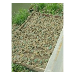 泥鳅养殖|荆州泥鳅|农聚源