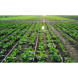 汉口农业喷灌系统|欣农科技|农业喷灌系统设计哪家好