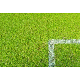 足球场人造草坪-加筋加密加厚不加价