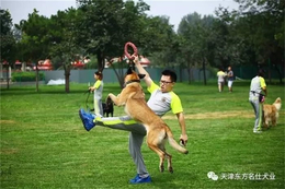 津南训犬-东方名仕犬类训练-宠物狗训练基地