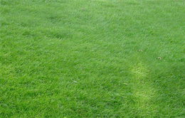 高尔夫草坪种植-萍乡草坪-六安绿友草坪种植基地(查看)