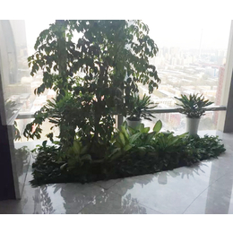 办公绿植租赁|林昊欣达绿植租赁|绿植租赁