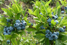 三年奥尼尔蓝莓苗种植-柏源农业科技公司-三年奥尼尔蓝莓苗