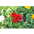 绿化苗木供应、草花、恒大花卉(查看)缩略图1