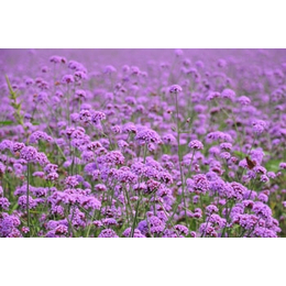 宿根花卉供应,宿根花卉,青州君诚花卉苗木公司