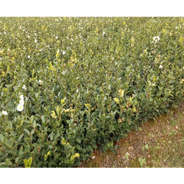 良种油茶树苗|油茶苗圃基地(在线咨询)|油茶树苗