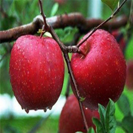杭州哪里有苹果苗-泰安双湖园艺场-哪里有苹果苗卖