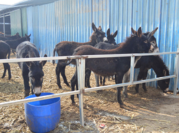 驴苗-亿隆养殖安全可靠-驴苗养殖价格