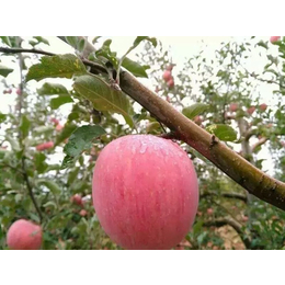 洛川苹果团购、景盛果业(在线咨询)、洛川苹果