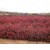 临淄区红叶石楠,树春红叶石楠,1米红叶石楠价格缩略图1