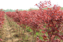 求购小区红枫-泰安亿发园林-日喀则地区小区红枫