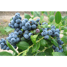 泰安柏源农业-绥化绿宝石蓝莓苗-绿宝石蓝莓苗多少钱