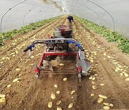 马铃薯种-雪原农业科技种业-马铃薯种公司