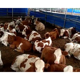 半年的西门塔尔牛价格|富贵肉牛养殖|河南西门塔尔牛