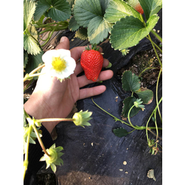 大棚草莓苗栽培、大棚草莓苗、海之情农业